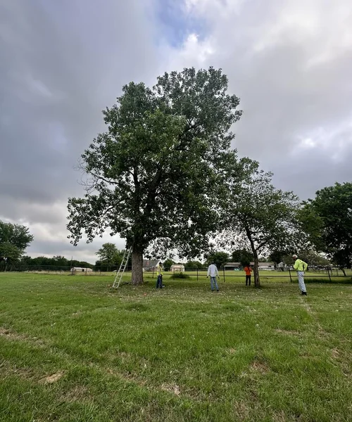 Tree Removal in Pantego 